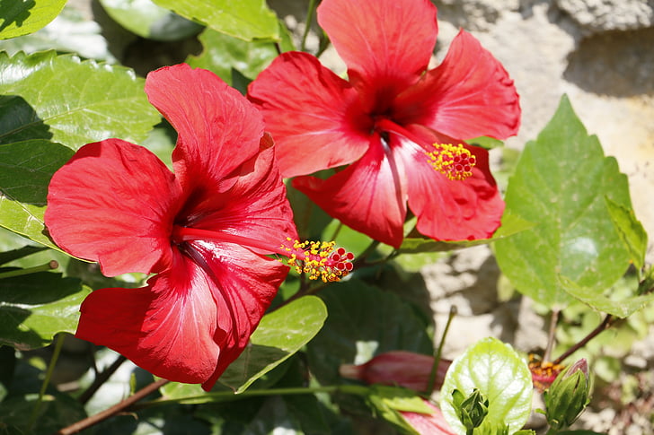 Hibiscus, lill, punane, lilled, loodus, Flora, Aed