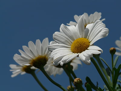 Marguerite, boom daisy, Argyranthemum frutescens, Spaanse Margriet, Margriet (geslacht), bloem, sierteelt