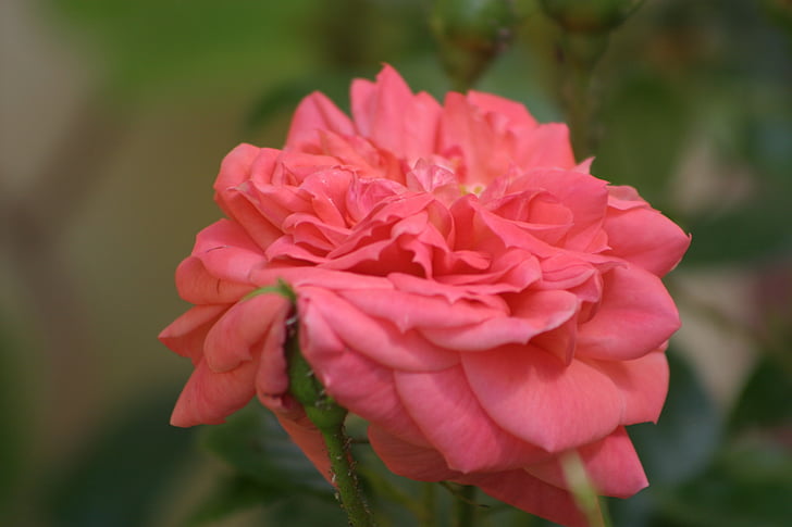 Hoa hồng, Rose de resht, màu hồng, công khai, Hồng gia đình, Hoa, Thiên nhiên