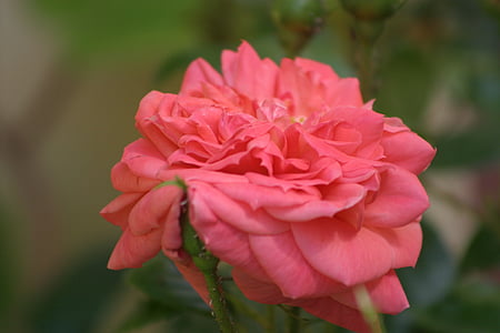 rose, rose de resht, pink, public record, rose family, flowers, nature