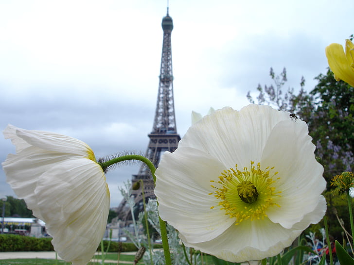 Poppy, Paryż, biały, kwiat, Wieża, Paris - Francja, Wieża Eiffla