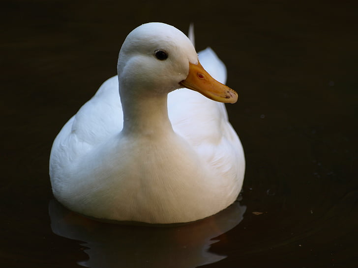 duck, white, water, bird, river, nature