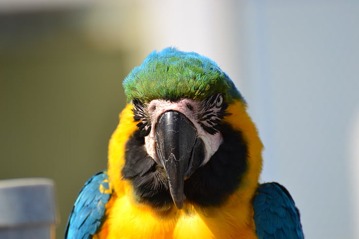 папагал, дива природа, животните, птица, цвят, клюн, перо