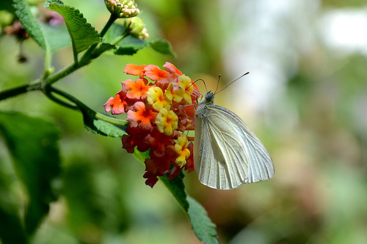 borboleta, flores, flor, insetos, Lepidoptera, libar, Branco