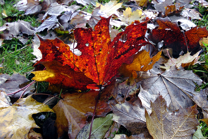 foglie di acero, acero, autunno, foglie, colorato, colore di caduta