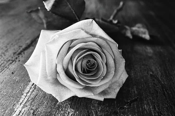 Rožė, gėlė, Juoda, balta, Rožė - gėlių, Gamta, Žiedlapis