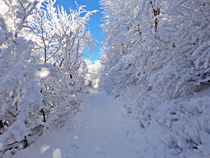talvi, Metsä, lumi, Frost, maisema, Matkailu, Panorama