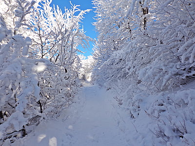 winter, bos, sneeuw, Frost, landschap, Toerisme, Panorama