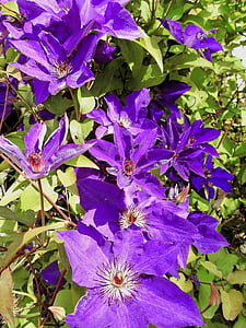 clematis, flower, blossom, bloom, purple, nature, plant