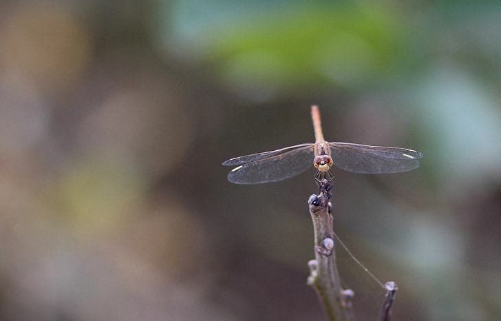 dragonfly, insecta, wings, nature, gray, branch