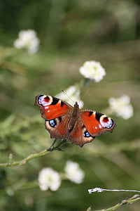 vlinder, Peacock vlinder, sluiten, Peacock, natuur, insect, dier