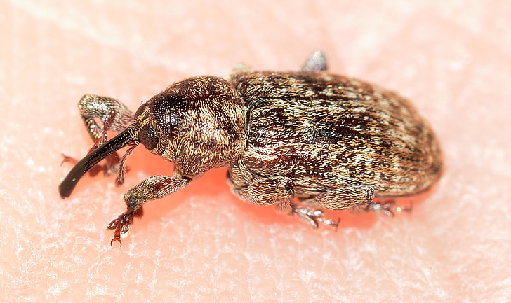 weevil, beetles, insects