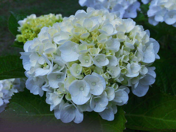 hortensie, Big OTA, alb, Otsu park, Yokosuka, Japonia, verde