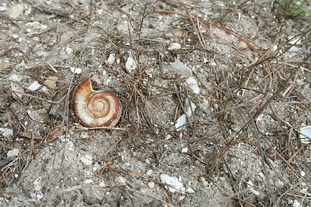 Shell, pasir, meninggalkan, siput, spiral