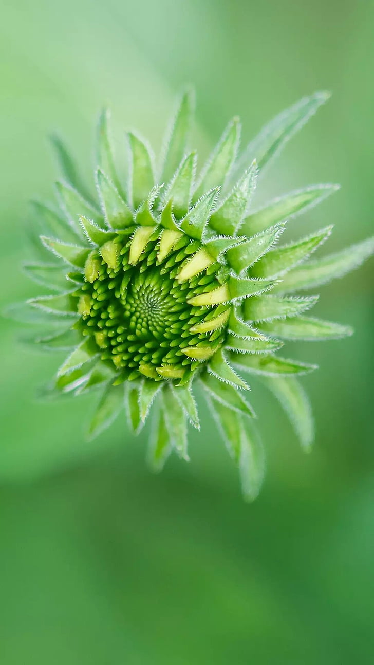 flor, Naturel flor, verd, natura, planta, color verd, close-up