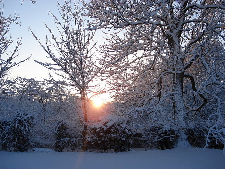 sunca kroz drveće, snježne vrt, stabla, Sunčeva svjetlost, čišćenja kroz, vrt, Zima
