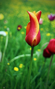 Tulipan, pomlad, cvet, rdeča, cvet, cvet, rastlin