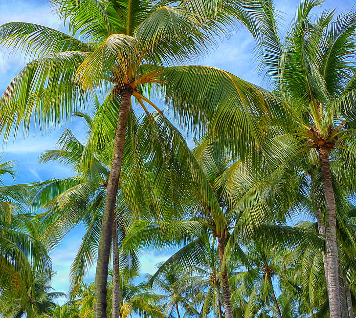 Foto, Kokos, stromy, strom, vonku, Palme, Tropical