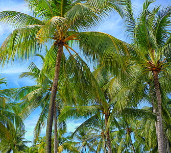 foto, kokosrieksts, koki, koks, ārpus telpām, Palme, tropu