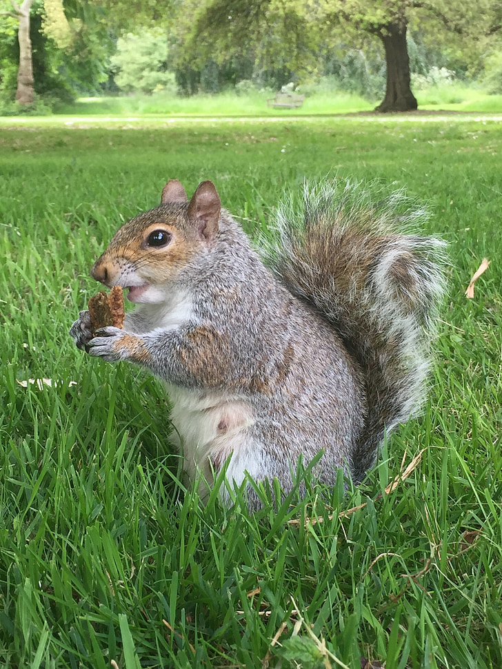 squirrel, obesity, eating, food, nature, animal, breakfast