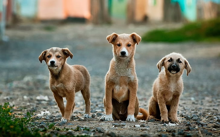 dier, bruin, honden, Puppies, hond, huisdieren, schattig
