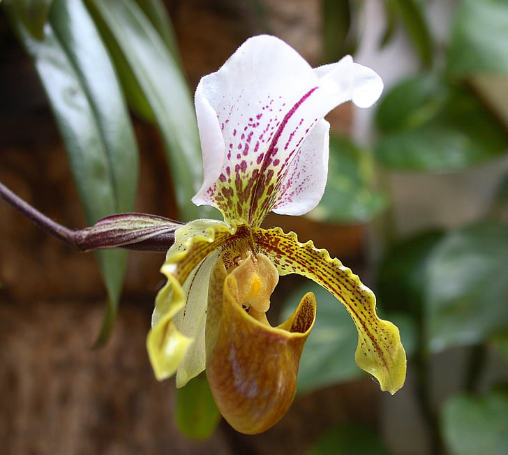 kevään, Orquidea, kukka, koriste kukka, Kauneus, Orchid yhdistetty, Koristekasvi