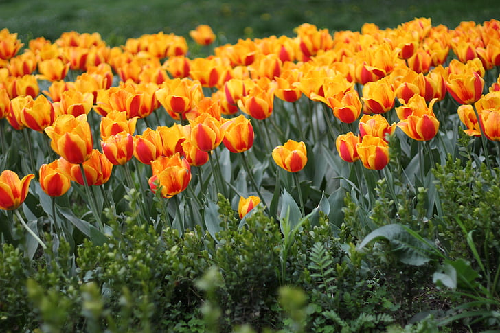 tulips, flowers, nature