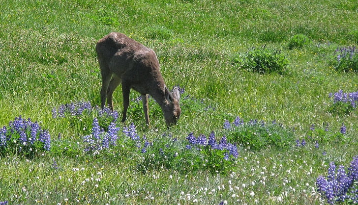 blacktail 鹿, 草原, 野生動物, 自然, 若い, doe, 花