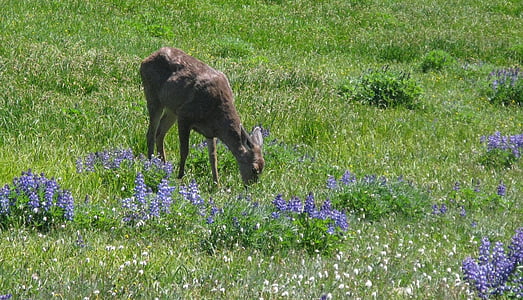 Blacktail geyik, çayır, yaban hayatı, doğa, genç, Doe, çiçekler
