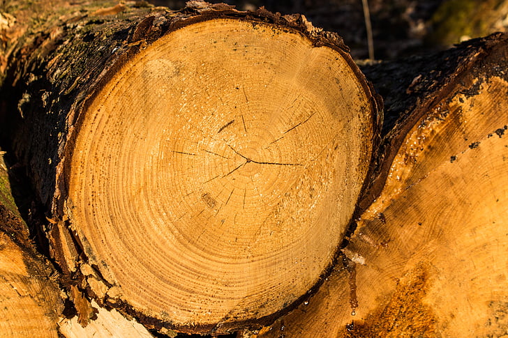 kayu, log, pohon, kulit, suku, alam, struktur
