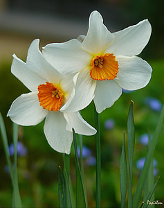 osterglocken, Daffodil, bicolor, flor, flor, flor, natura