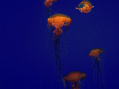 medúza, zselé, kék, mély kék, arany, sárga, tengeri ife