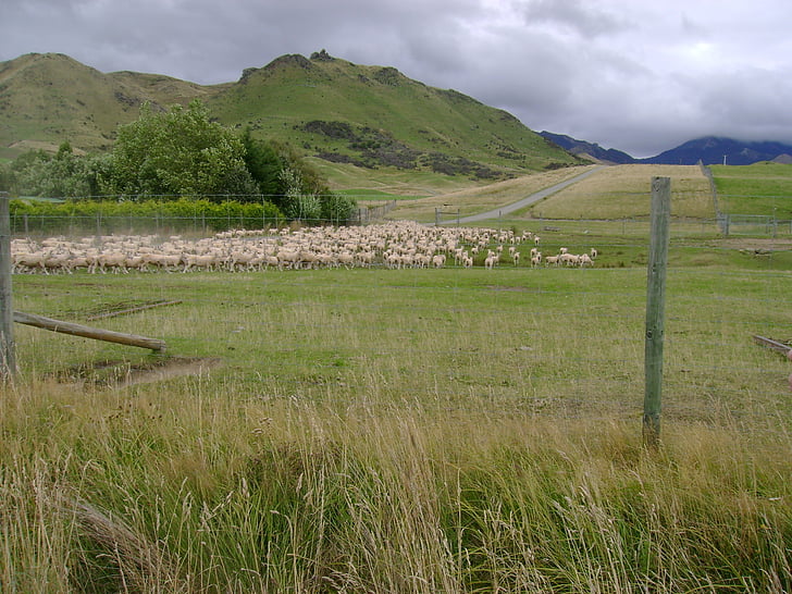 moutons, Nouvelle-Zélande, Nouveau, Zélande, nature, herbe, paysage