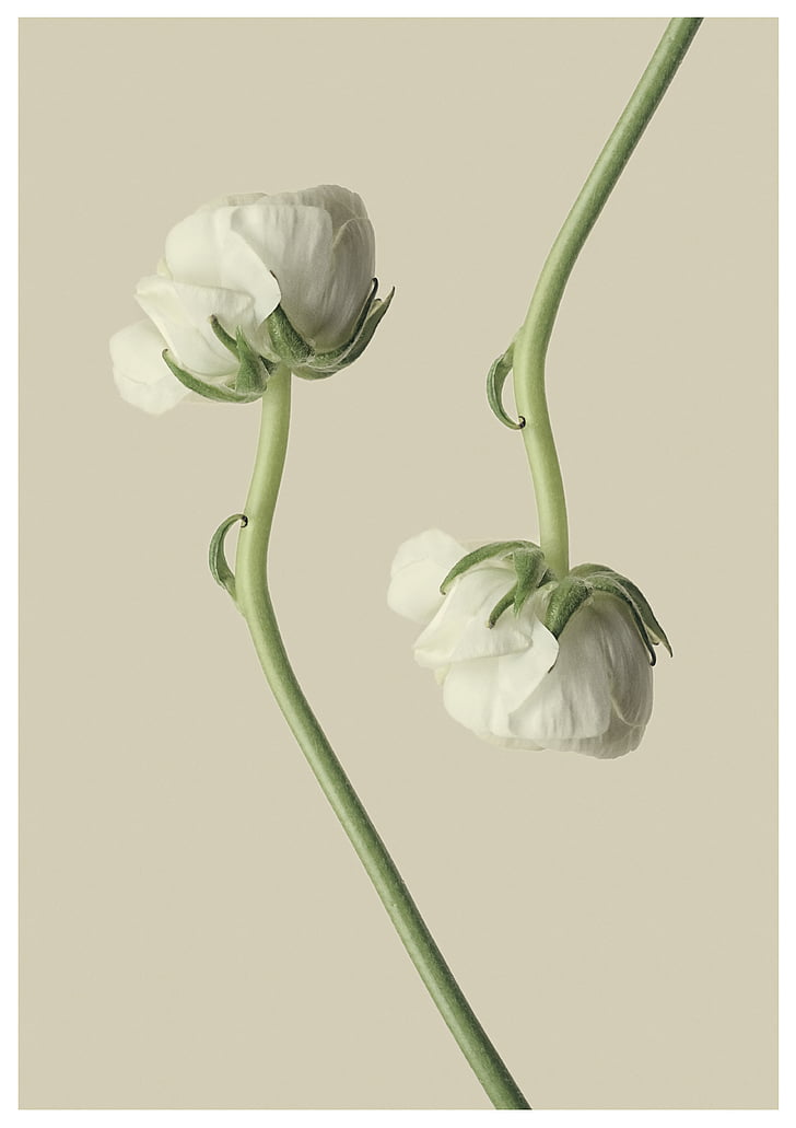 ranunculus, white, flower, blossom, bloom, nature, plant