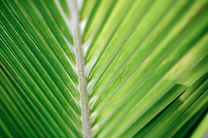 Kokos-Blatt, Palm, tropische, Grün, grüne Farbe, Palmblatt, Wedel