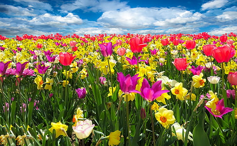 spring awakening, spring, frühlingsanfang, flowers, bloom, tulips, daffodils