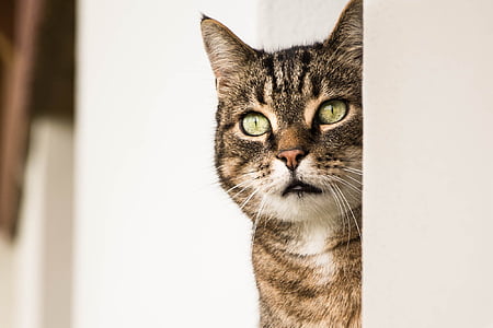 γάτα, ζώο, κεφάλι της γάτας, μάτια γάτας, Alley cat, αιλουροειδών, κατοικίδια γάτα
