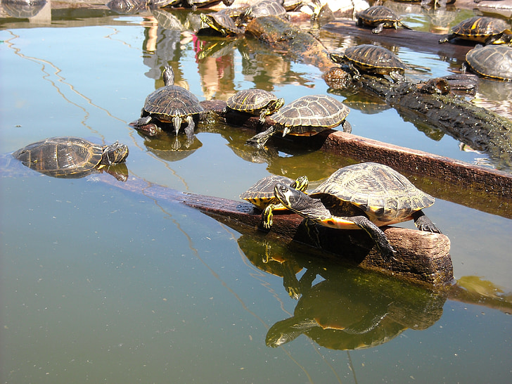 Reptilien, Schildkröte, Wirbellose Tiere, Teich, Sonnenbaden, Tiere