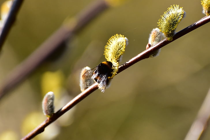 Pussy willow, Hummel, Vorbote des Frühlings, Flora, Frühling, Natur, Anlage