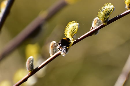 кицька willow, Hummel, передвісником весни, Флора, Весна, Природа, завод