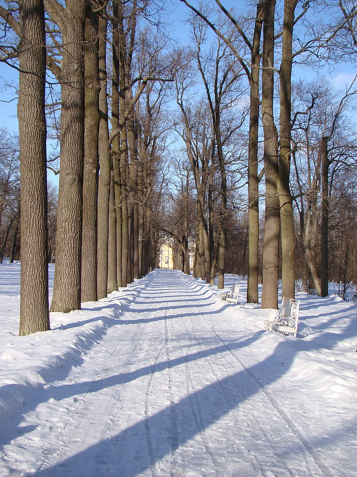 alley, trees, track, snow, winter, shadow