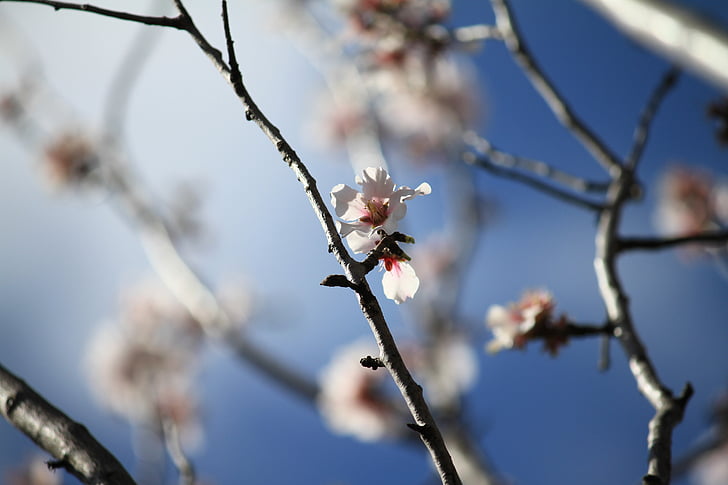 Almond tree, himmelen, blomst, natur, treet