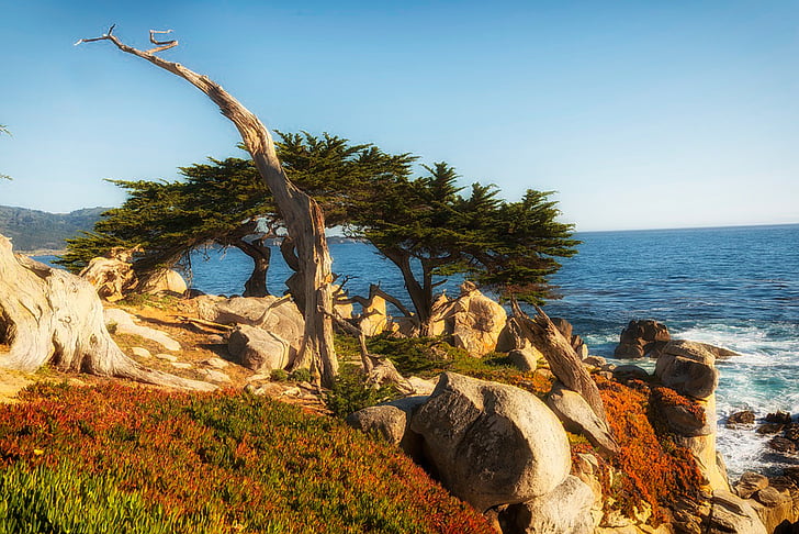cypress tree, sea, ocean, seaside, oceanside, seashore, pacific