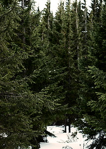 Грин, деревья, дневное время, лес, снег, дерево, Пихта