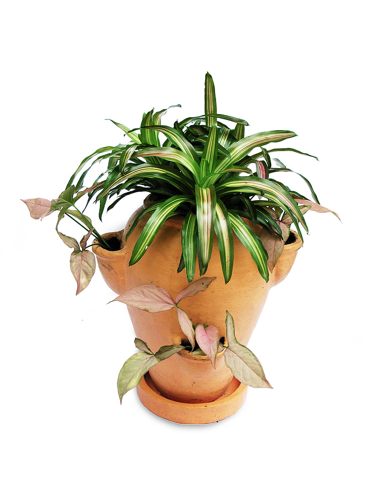 bromeliads, singonium, pot-scaping, ornamental plants, plant, green, leaf