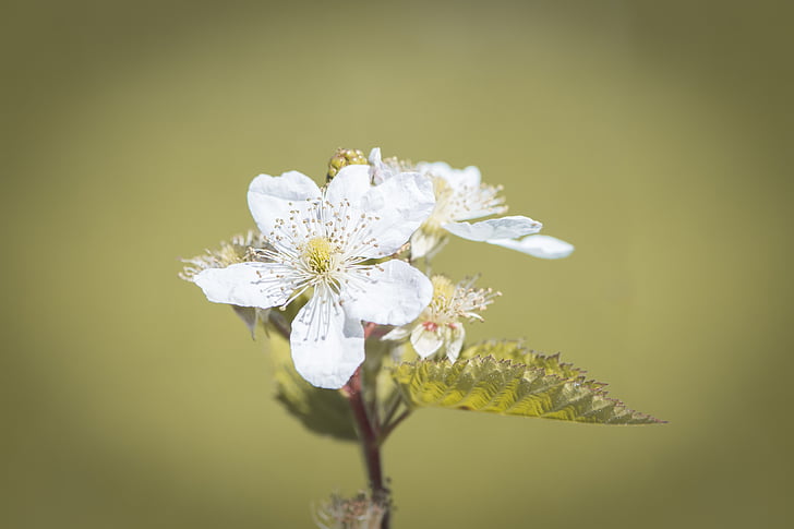 Blossom, mekar, BlackBerry, putih, bunga putih, alam, tanaman