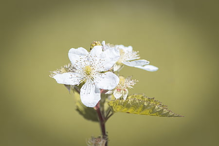 květ, Bloom, Ostružina, bílá, bílé květy, Příroda, závod