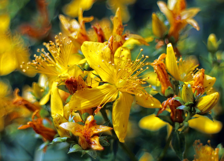 flor, flor, wort do St john, Hypericum perforatum, erva-de-, amarelo, flor
