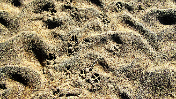 Ντράβα, ράφι, τα ίχνη των ζώων, γκρι άμμο