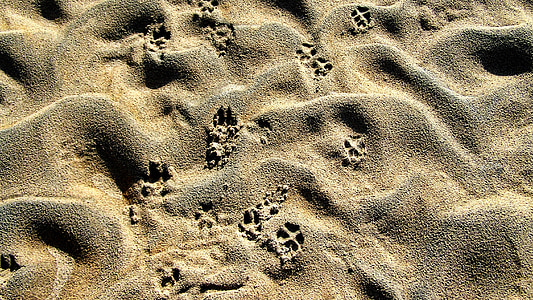 Drava, hylla, djurs fotavtryck, grå sand
